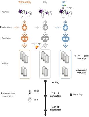 Frontiers | Yeast and Filamentous Fungi Microbial Communities in